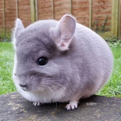 chinchilla buy swap and sell|chinchilla pet for sale.